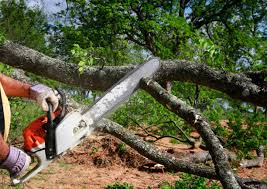 Best Hazardous Tree Removal  in Oak Forest, IL